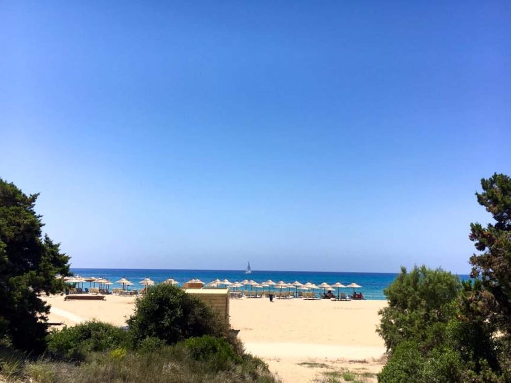 Sea views through the pines