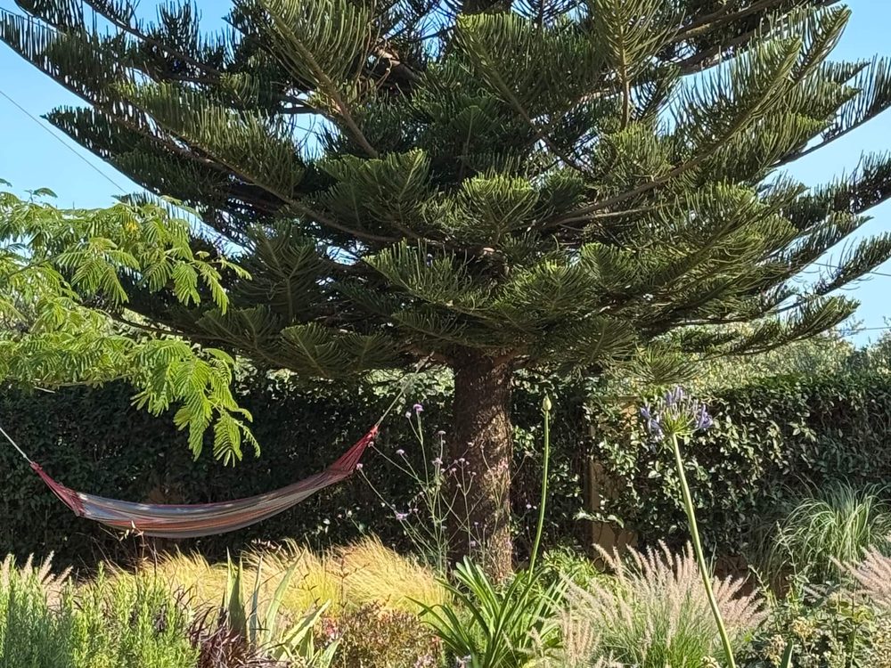 Hammock strung under the pines