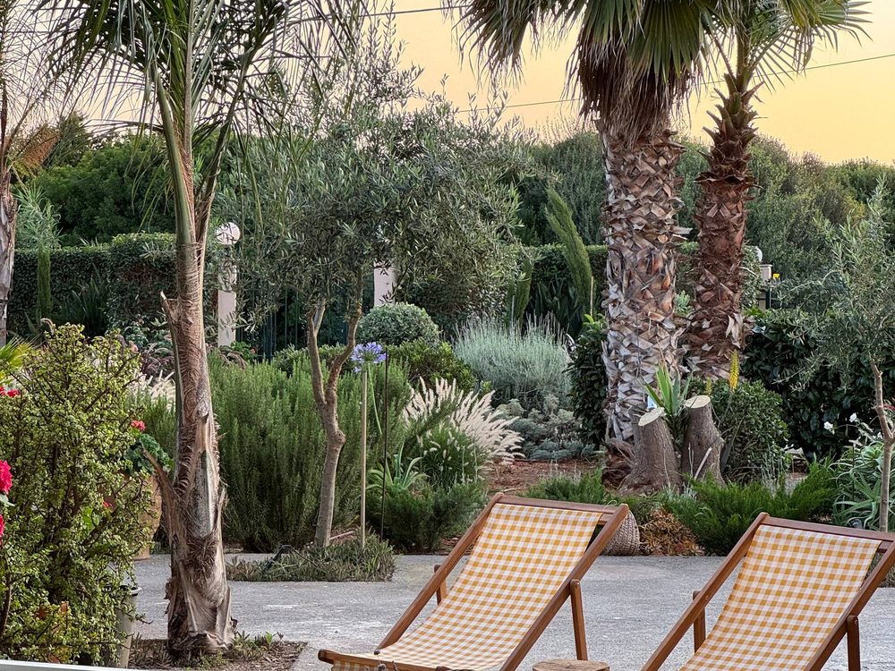 Palm-shaded garden